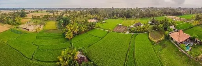 Framed Print : Aerial top view photo from flying drone of green rice fields in countryside Land with grown plants of paddy Framed Print : Aerial top view photo from flying drone of green rice fields in countryside Land with grown plants of paddy
