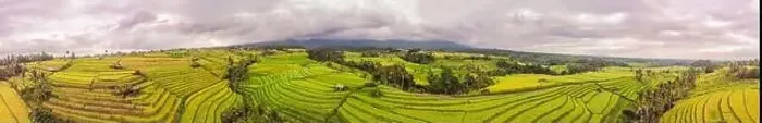 Framed Print : Aerial top view photo from flying drone of green rice fields in countryside Land with grown plants of paddy Framed Print : Aerial top view photo from flying drone of green rice fields in countryside Land with grown plants of paddy