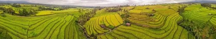 Framed Print : Aerial top view photo from flying drone of green rice fields in countryside Land with grown plants of paddy Framed Print : Aerial top view photo from flying drone of green rice fields in countryside Land with grown plants of paddy