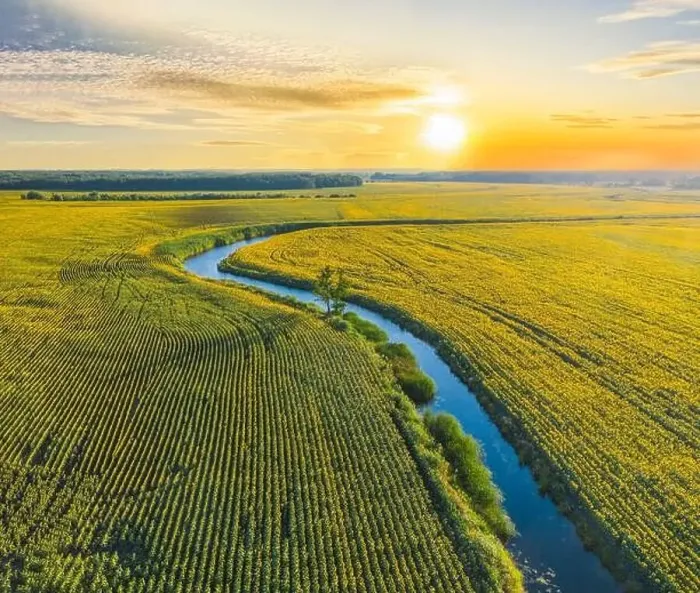 Framed Print : Aerial view of a picturesque river winding its way through vibrant sunflower fields Framed Print : Aerial view of a picturesque river winding its way through vibrant sunflower fields