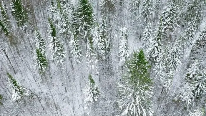 Framed Print : Aerial view of pine tree winter forest. Clip. Flying above snow covered tree tops Framed Print : Aerial view of pine tree winter forest. Clip. Flying above snow covered tree tops