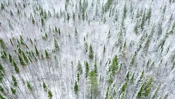Framed Print : Aerial view of pine tree winter forest. Clip. Flying above snow covered tree tops Framed Print : Aerial view of pine tree winter forest. Clip. Flying above snow covered tree tops
