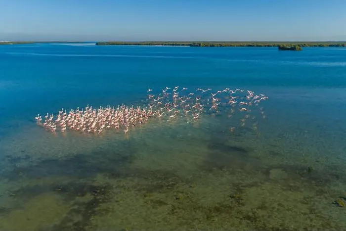 Framed Print : Aerial view of pink flamingo at Mangrove Beach in marshland in Umm al-Quwain, United Arab Emirates Framed Print : Aerial view of pink flamingo at Mangrove Beach in marshland in Umm al-Quwain, United Arab Emirates