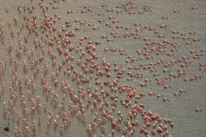 Framed Print : Aerial view of pink flamingos standing near shore and drinking water from lake Framed Print : Aerial view of pink flamingos standing near shore and drinking water from lake