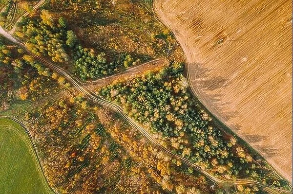 Aerial View Plantation With Young Green Forest Area Near Rural Field Landscape. Top View Of New Young Growing Forest. European Nature From High