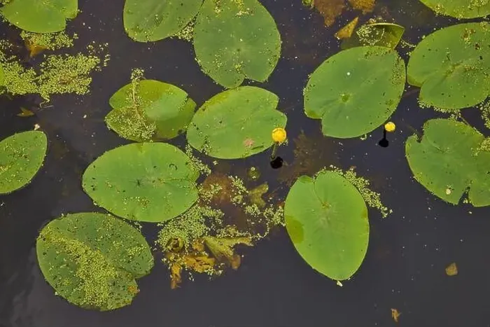 Framed Print : Aerial view of pond with yellow waterlily flowers, green leaf, duckweed in a summer day Framed Print : Aerial view of pond with yellow waterlily flowers, green leaf, duckweed in a summer day