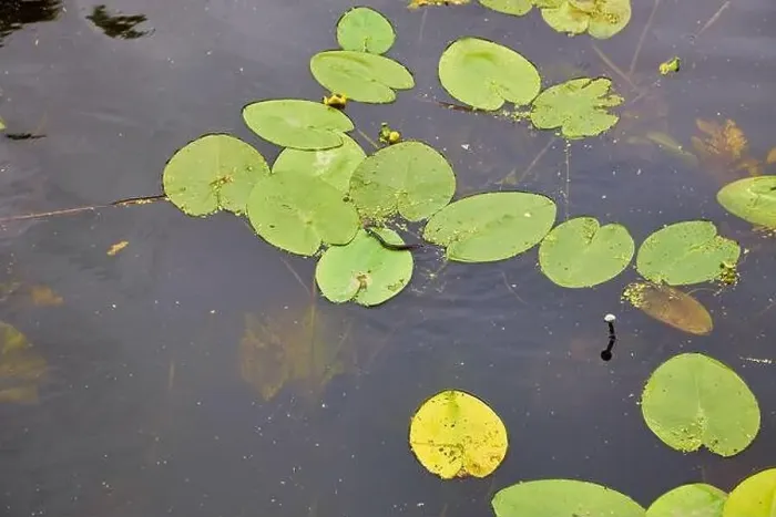 Framed Print : Aerial view of pond with yellow waterlily flowers, green leaf, duckweed in a summer day