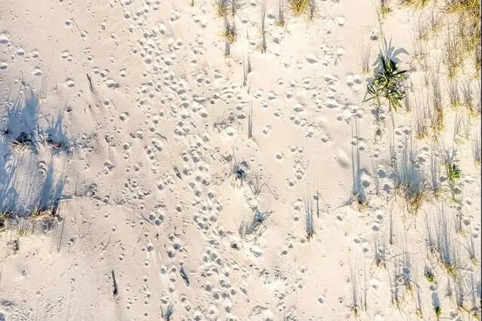 Framed Print : aerial view of random marks in an ocean beach Framed Print : aerial view of random marks in an ocean beach