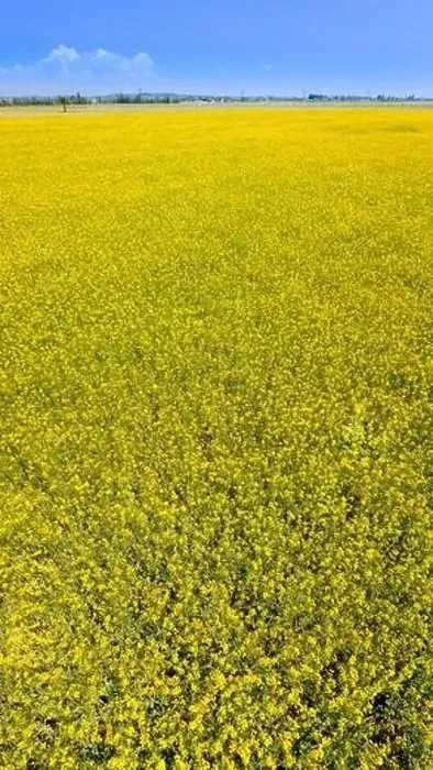 Framed Print : Aerial View of rapeseed field Framed Print : Aerial View of rapeseed field