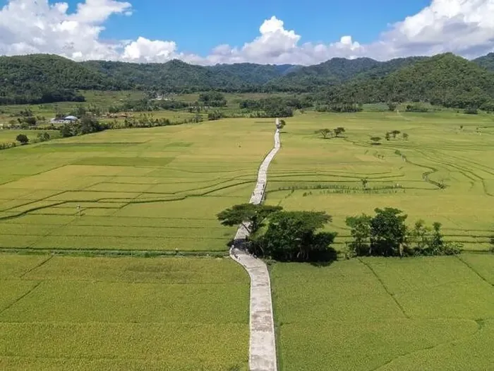Framed Print : Aerial view of rice field with road in Pronosutan View, Kulon Progo, Yogyakarta Framed Print : Aerial view of rice field with road in Pronosutan View, Kulon Progo, Yogyakarta