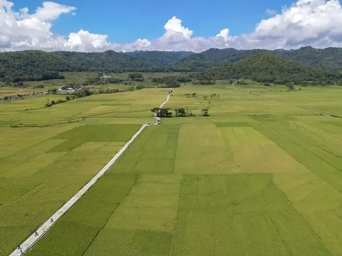Framed Print : Aerial view of rice field with road in Pronosutan View, Kulon Progo, Yogyakarta Framed Print : Aerial view of rice field with road in Pronosutan View, Kulon Progo, Yogyakarta