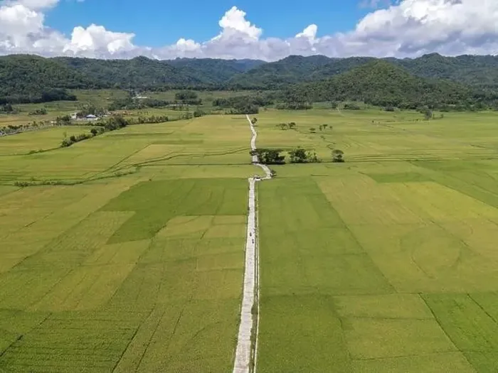 Framed Print : Aerial view of rice field with road in Pronosutan View, Kulon Progo, Yogyakarta Framed Print : Aerial view of rice field with road in Pronosutan View, Kulon Progo, Yogyakarta