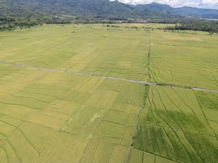 Framed Print : Aerial view of rice field with road in Pronosutan View, Kulon Progo, Yogyakarta Framed Print : Aerial view of rice field with road in Pronosutan View, Kulon Progo, Yogyakarta