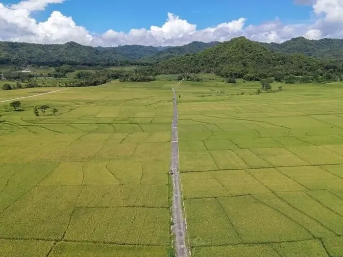 Framed Print : Aerial view of rice field with road in Pronosutan View, Kulon Progo, Yogyakarta Framed Print : Aerial view of rice field with road in Pronosutan View, Kulon Progo, Yogyakarta
