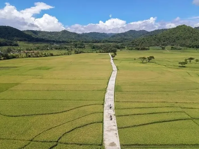 Framed Print : Aerial view of rice field with road in Pronosutan View, Kulon Progo, Yogyakarta Framed Print : Aerial view of rice field with road in Pronosutan View, Kulon Progo, Yogyakarta