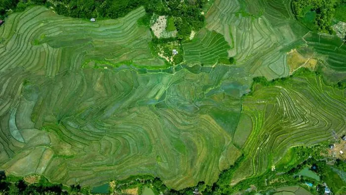 Framed Print : Aerial view of Rice terrace in Luang Prabang, Laos Framed Print : Aerial view of Rice terrace in Luang Prabang, Laos