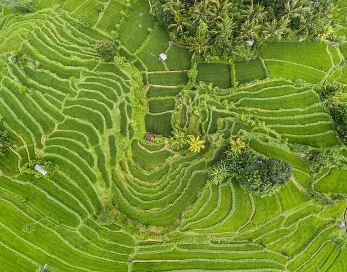 Framed Print : Top down aerial view of rice terraces in Bali, Indonesia Framed Print : Top down aerial view of rice terraces in Bali, Indonesia