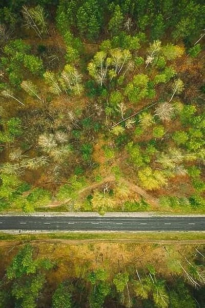 Aerial View Of Road Through Spring Forest Landscape. Top View Of Country Road