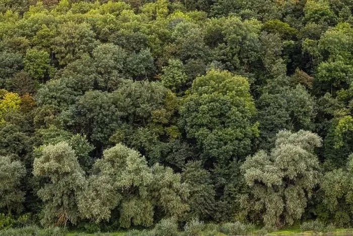 Framed Print : Aerial view Rubber tree forest, Top view of rubber tree and leaf plantation Framed Print : Aerial view Rubber tree forest, Top view of rubber tree and leaf plantation