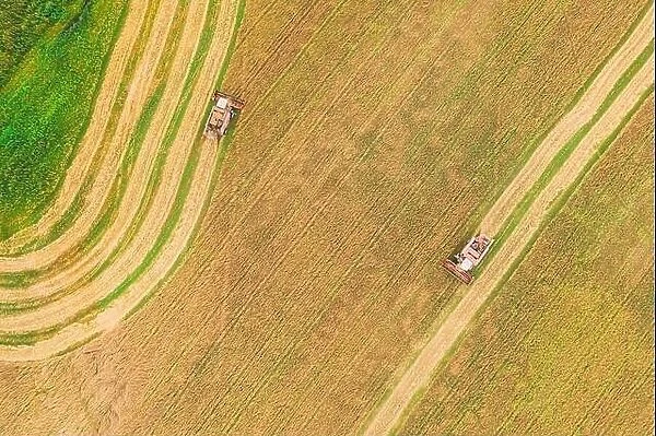 Aerial View Of Rural Landscape. Two Combines Harvesters Working In Field, Collects Seeds. Harvesting Of Wheat In Late Summer. Agricultural Machine Col