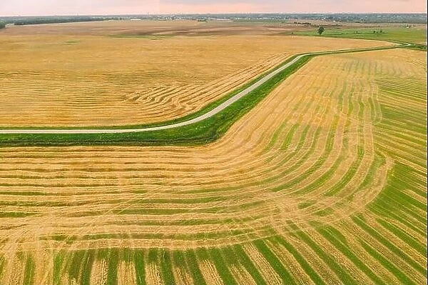 Aerial View Of Rural Landscape. Natural Green And Yellow Field With Trails Lines. Top View Of Field In Late Summer During Harvest. Bird's-eye Drone Vi