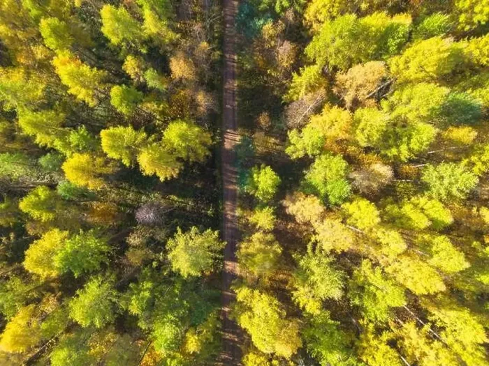 Framed Print : Aerial view of a rural road with in yellow and orange autumn forest Framed Print : Aerial view of a rural road with in yellow and orange autumn forest