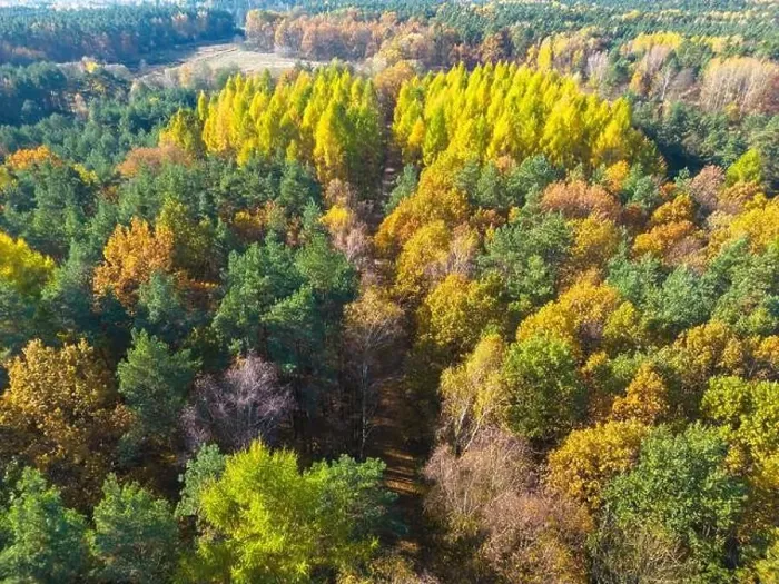 Framed Print : Aerial view of a rural road with in yellow and orange autumn forest Framed Print : Aerial view of a rural road with in yellow and orange autumn forest