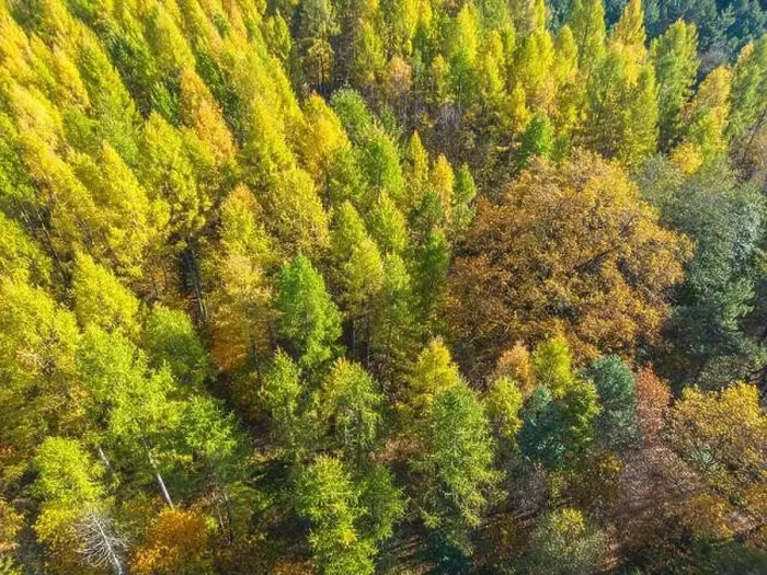 Framed Print : Aerial view of a rural road with in yellow and orange autumn forest Framed Print : Aerial view of a rural road with in yellow and orange autumn forest