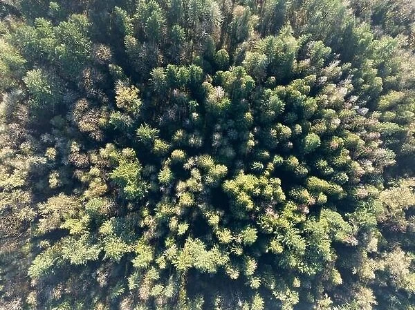 An aerial view shows a healthy forest near Mount Hood, Oregon. Forests cover large swaths of land throughout the Pacific Northwest in the U.S