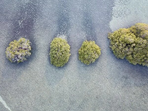 An aerial view shows mangrove islands in Turneffe Atoll off the coast of Belize. Mangroves provide vital habitat for many fish and invertebrates