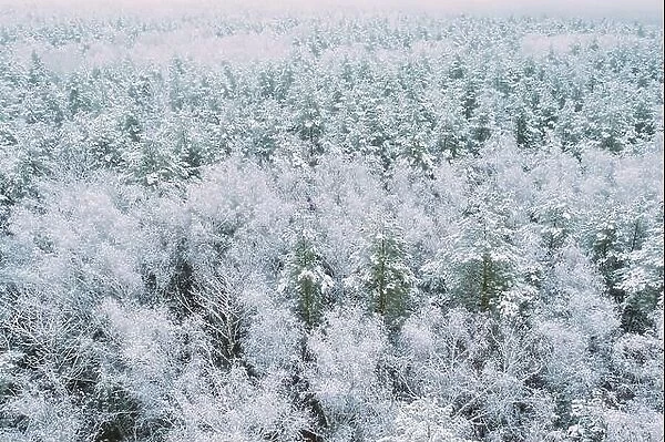 Aerial view of snow pine coniferous forest in landscape in winter. Top view from attitude. Drone view of beautiful european woods at wintertime