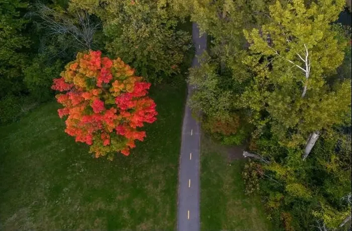 Framed Print : Aerial view of Sugar maple tree (Acer saccharum) in autumn Framed Print : Aerial view of Sugar maple tree (Acer saccharum) in autumn