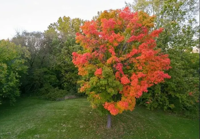 Framed Print : Aerial view of Sugar maple tree (Acer saccharum) in autumn
