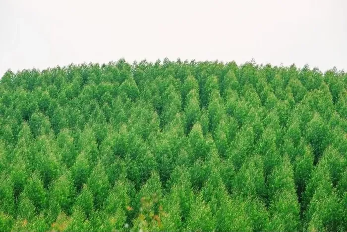 Framed Print : Aerial view of summer green trees in a forest Framed Print : Aerial view of summer green trees in a forest