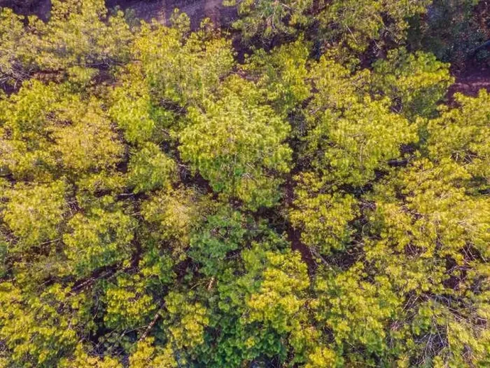 Framed Print : Aerial top view of summer green trees in forest in rural Finland. Drone photography Framed Print : Aerial top view of summer green trees in forest in rural Finland. Drone photography