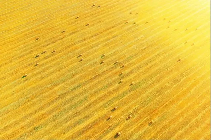 Framed Print : Aerial View Of Summer Hay Rolls Straw Field Landscape In Evening. Natural Agricultural Background Backdrop Harvest Season. Sunbeam Sunlight Sunshine Framed Print : Aerial View Of Summer Hay Rolls Straw Field Landscape In Evening. Natural Agricultural Background Backdrop Harvest Season. Sunbeam Sunlight Sunshine
