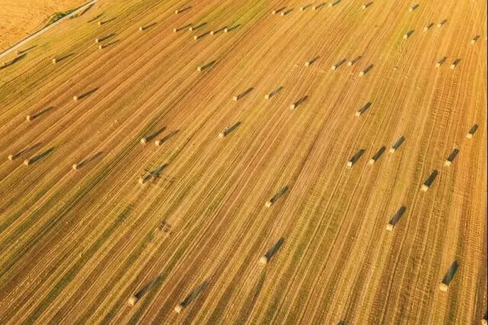Framed Print : Aerial View Of Summer Hay Rolls Straw Field Landscape In Evening. Haystack, Hay Roll in Sunrise Time. Natural Agricultural Background Backdrop Harvest