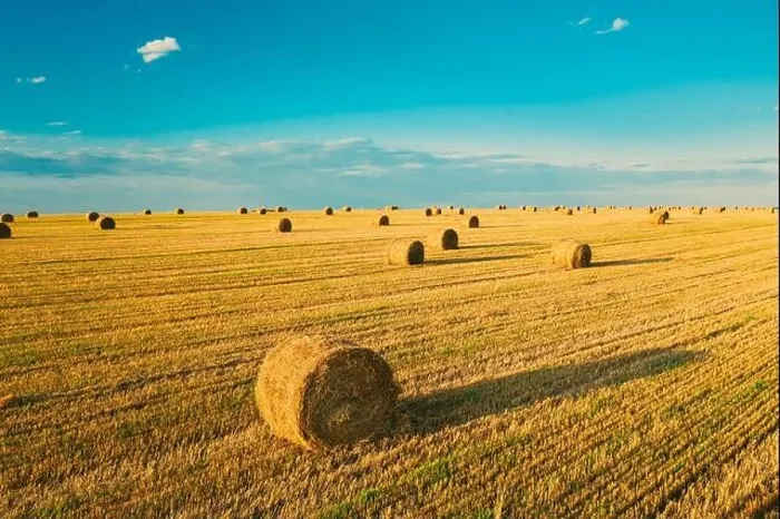 Framed Print : Aerial View Of Summer Hay Rolls Straw Field Landscape In Evening. Haystack, Hay Roll in Sunrise Time Framed Print : Aerial View Of Summer Hay Rolls Straw Field Landscape In Evening. Haystack, Hay Roll in Sunrise Time