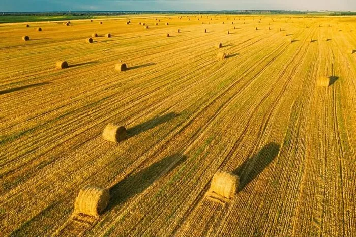 Framed Print : Aerial View Of Summer Hay Rolls Straw Field Landscape In Evening. Haystack, Hay Roll in Sunrise Time Framed Print : Aerial View Of Summer Hay Rolls Straw Field Landscape In Evening. Haystack, Hay Roll in Sunrise Time