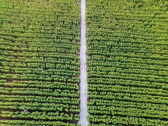 Framed Print : Aerial view of Sunflower blooming in plantation field and pathway through it in countryside Framed Print : Aerial view of Sunflower blooming in plantation field and pathway through it in countryside