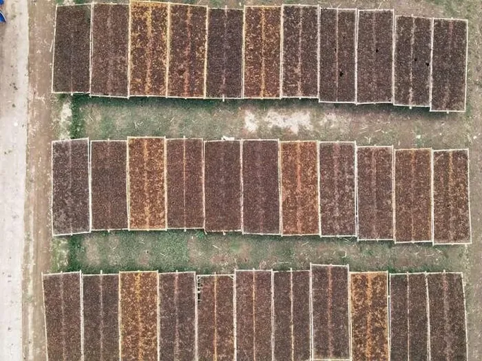 Framed Print : Aerial view of traditional drying tobacco in the field at Indonesia Framed Print : Aerial view of traditional drying tobacco in the field at Indonesia
