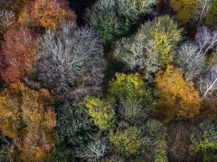 Framed Print : Aerial view of tree tops in various stage of colour though Autumn Framed Print : Aerial view of tree tops in various stage of colour though Autumn