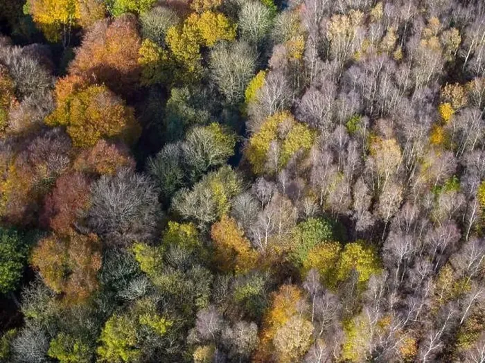 Framed Print : Aerial view of tree tops in various stage of colour though Autumn Framed Print : Aerial view of tree tops in various stage of colour though Autumn