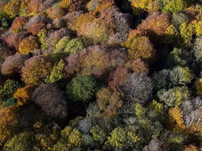 Framed Print : Aerial view of tree tops in various stage of colour though Autumn Framed Print : Aerial view of tree tops in various stage of colour though Autumn
