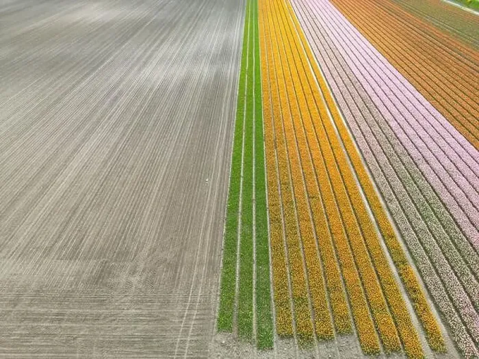 Framed Print : Aerial view of a tulip fields near Vogelenzang, The Netherlands Framed Print : Aerial view of a tulip fields near Vogelenzang, The Netherlands
