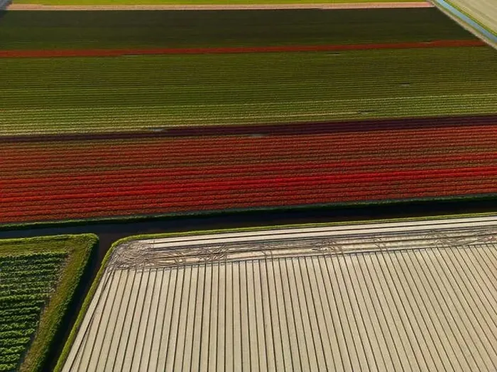 Framed Print : Aerial view of a tulip fields near Vogelenzang, The Netherlands Framed Print : Aerial view of a tulip fields near Vogelenzang, The Netherlands