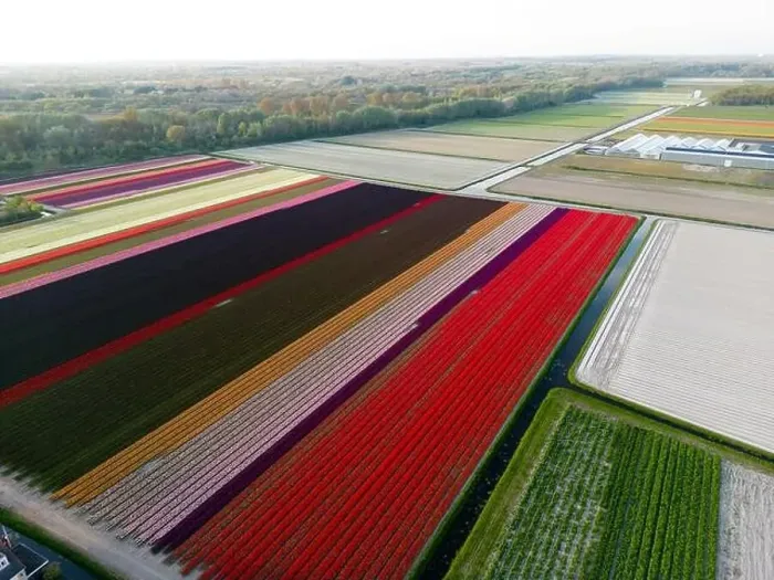 Framed Print : Aerial view of a tulip fields near Vogelenzang, The Netherlands Framed Print : Aerial view of a tulip fields near Vogelenzang, The Netherlands