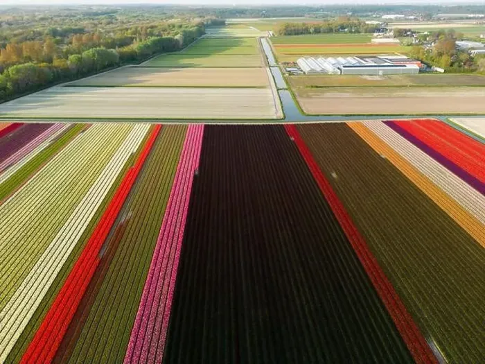 Framed Print : Aerial view of a tulip fields near Vogelenzang, The Netherlands Framed Print : Aerial view of a tulip fields near Vogelenzang, The Netherlands