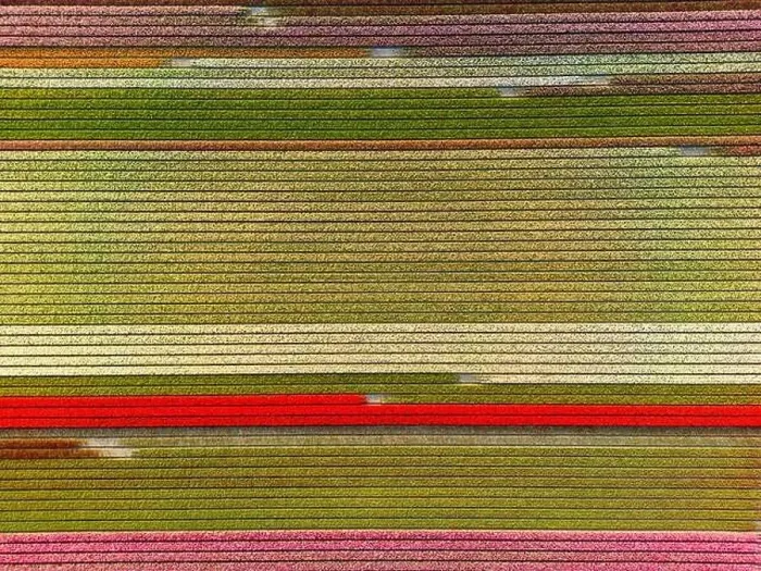 Framed Print : Aerial view of a tulip fields near Vogelenzang, The Netherlands Framed Print : Aerial view of a tulip fields near Vogelenzang, The Netherlands