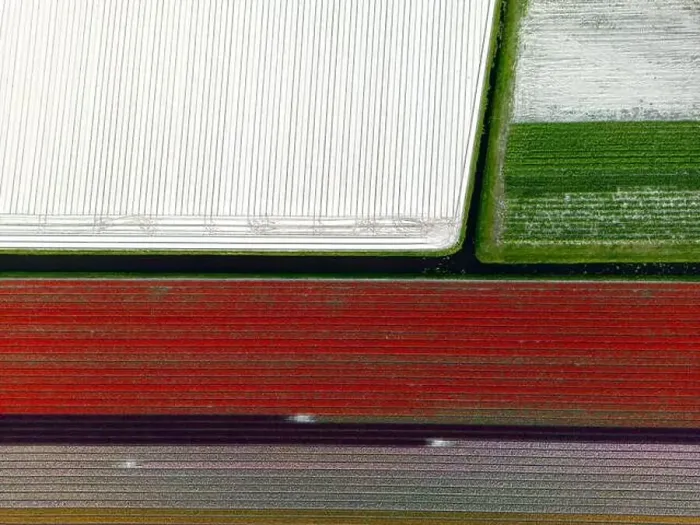 Framed Print : Aerial view of a tulip fields near Vogelenzang, The Netherlands Framed Print : Aerial view of a tulip fields near Vogelenzang, The Netherlands